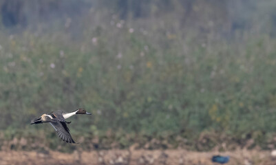 Northern pintail (Anas acuta) duck flying over water body.