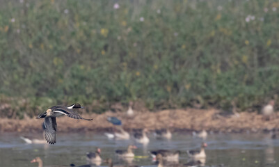 Fototapeta premium Northern pintail (Anas acuta) duck flying over water body.