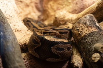 close up of a python