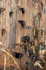 large brown butterflies sit on a wooden wall 