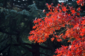 Fototapeta na wymiar red maple leaves looks like flowers blossom in autumn sunny day