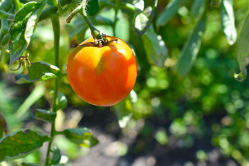 Bunches of green and ripe tomatoes in a greenhouse