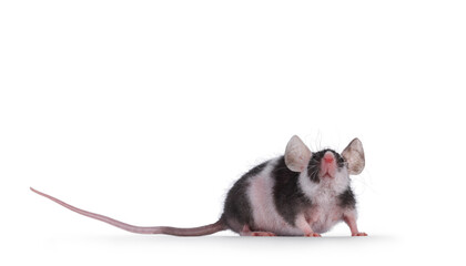 Black with white mouse with big ears, standing side ways. Looking high up towards camera. Isolated on a white background.