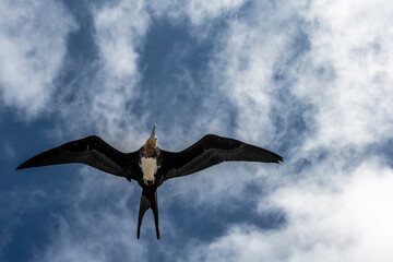 black galapagos frigate bird soaring against blue sky
