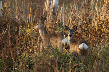 Small Roe deer fawn following its mother in autumnal shrubs in Estonia, Northern Europe. 