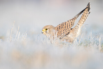 A common kestrel (Falco tinnunculus) viewed from a low angle stretching in the frozen grass.