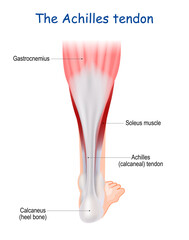 Achilles tendon. Human leg anatomy