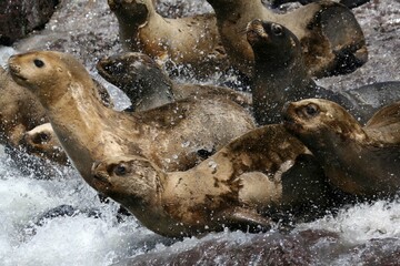 Otarie à crinière / Otaria flavescens, byronia - 2008 11 14 174411 Argentine - Puerto Deseado - 1116