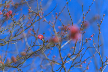 梅の花