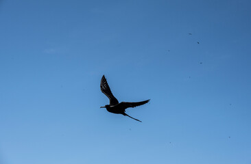 black galapagos frigate bird soaring against blue sky