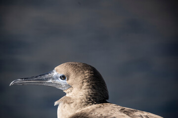 blue-footed galapagos boobies close-up against the sky 
