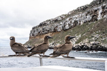 blue-footed galapagos boobies close-up against the sky 