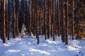 Truly beautiful and snowy coniferous forest on a winter evening in Estonia.	