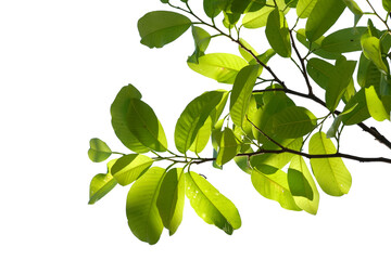Fototapeta na wymiar Fresh green leaf isolated on white background, nature background