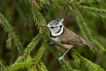 Small European songbird Crested tit, Lophophanes cristatus perched on a Spruce branch in boreal...