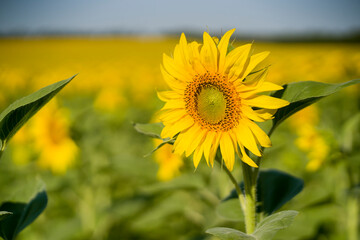 Fototapeta premium Yellow sunflowers are growing on the field.