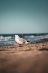 Möve am Ostseestrand