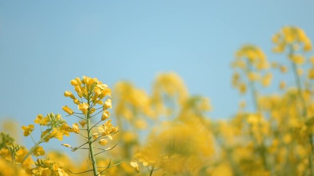 Rapeseed canola oilseed rape yellow flowers in cultivated field