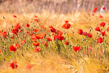 Beautiful poppies and other wild flowers in summer meadow