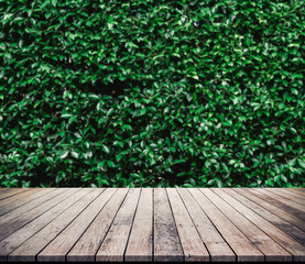Old wood plank with abstract natural green leaves background for product display 