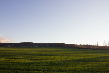Fototapeta premium field of wheat
