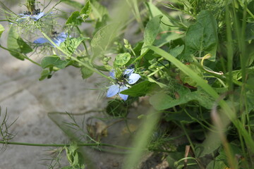 butterfly on a flower