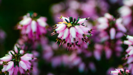 bee on a flower