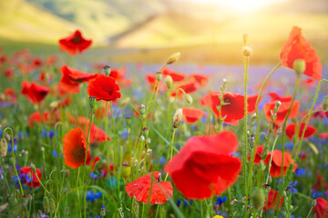 Beautiful poppies and other wild flowers in summer meadow - obrazy, fototapety, plakaty