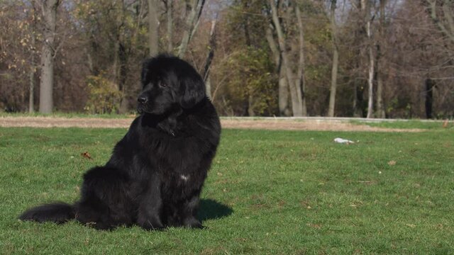 Female black Newfoundland dog is running on grass meadow.