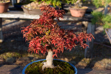 Amazing Red Maple Bonsai. Seeing a Japanese maple, fall in love with it forever! The beauty of Japanese maples culminates in the fall, when their foliage turns bright, almost stunning colors.