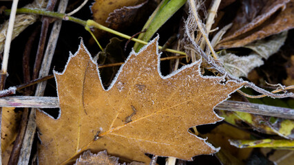 Red oak leaf autumn frost, sometimes called northern oak Quercus rubra - is a species of broad-leaved trees in the family Oak Fagaceae, a genus of oak .