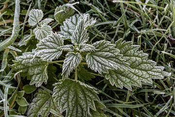 Frosty frozen nettle, a species of urticaria of the genus Urtica dioica in the family Urticaceae. Perennial herbaceous plant herbaceous plant. Stem erect, quadrangular, growing from a creeping rhizome