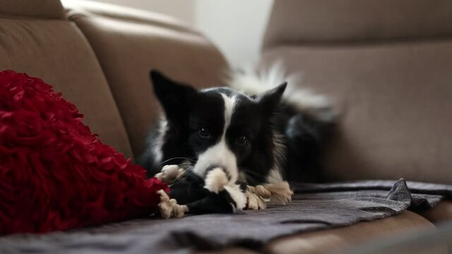 Border Collie Nibbles Toy on Sofa. Cute Black and White Dog Gnaws Stuffed Animal on Couch.