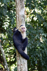 Naklejka premium Panamanian white-faced capuchin Cebus imitator, Manuel Antonio, Costa Rica