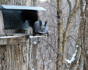 Squirrel in the winter woods. Squirrel on a tree. - 479324559