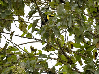 The Yellow-throated Toucan, Ramphastos ambiguus, is hidden in the branches, Costa Rica