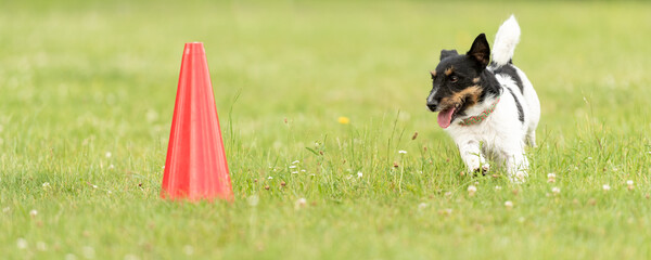 Small Jack Russell Terrier dog runs around a pylon