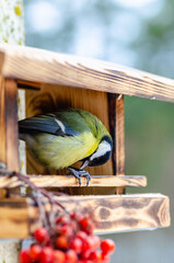 Tit - a small, lively, intelligent, clever, brave and always enterprising birds that flit from branch to branch and looking for food.
- 479324981