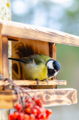 Tit - a small, lively, intelligent, clever, brave and always enterprising birds that flit from branch to branch and looking for food.- 479324997