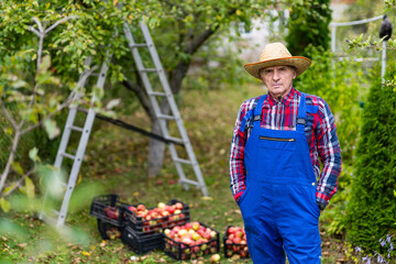 Handsome apple gardener in hat and uniform. Seasonal summer fruit harvesting.