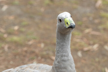 An australian Cape Barren Goose (cereopsis novaehollandiae) close up of head