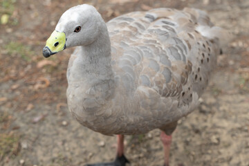 An australian Cape Barren Goose (cereopsis novaehollandiae) standing on grass