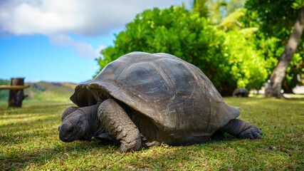 giant tortoise on curieuse island on the seychelles