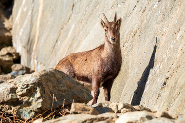 A female of alpine ibex (Capra ibex) watching the camera.Italian alps.