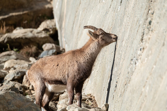 A female of alpine ibex (Capra ibex) is licking mineral salts on a sub-vertical  wall