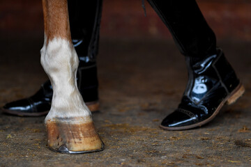 Fototapeta na wymiar The legs of a rider in patent leather boots against the background of a horse's hoof