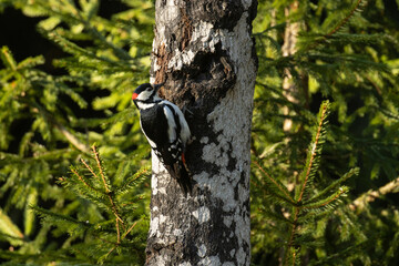 Great spotted woodpecker, Dendrocopos major on an Aspen tree trunk in a boreal forest. 