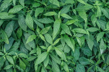 Natural background of green leaves with vintage filter