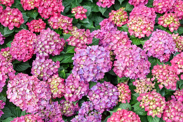 Fototapeta premium Close up of Pink hydrangeas flowers in the garden