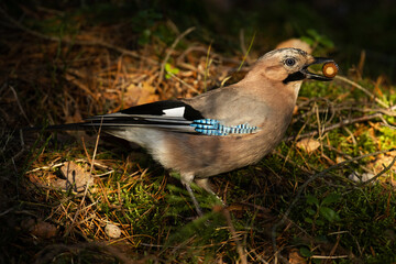 Eurasian jay, Garrulus glandarius gathering acorns for winter season in a late autumn boreal forest in Estonia. 